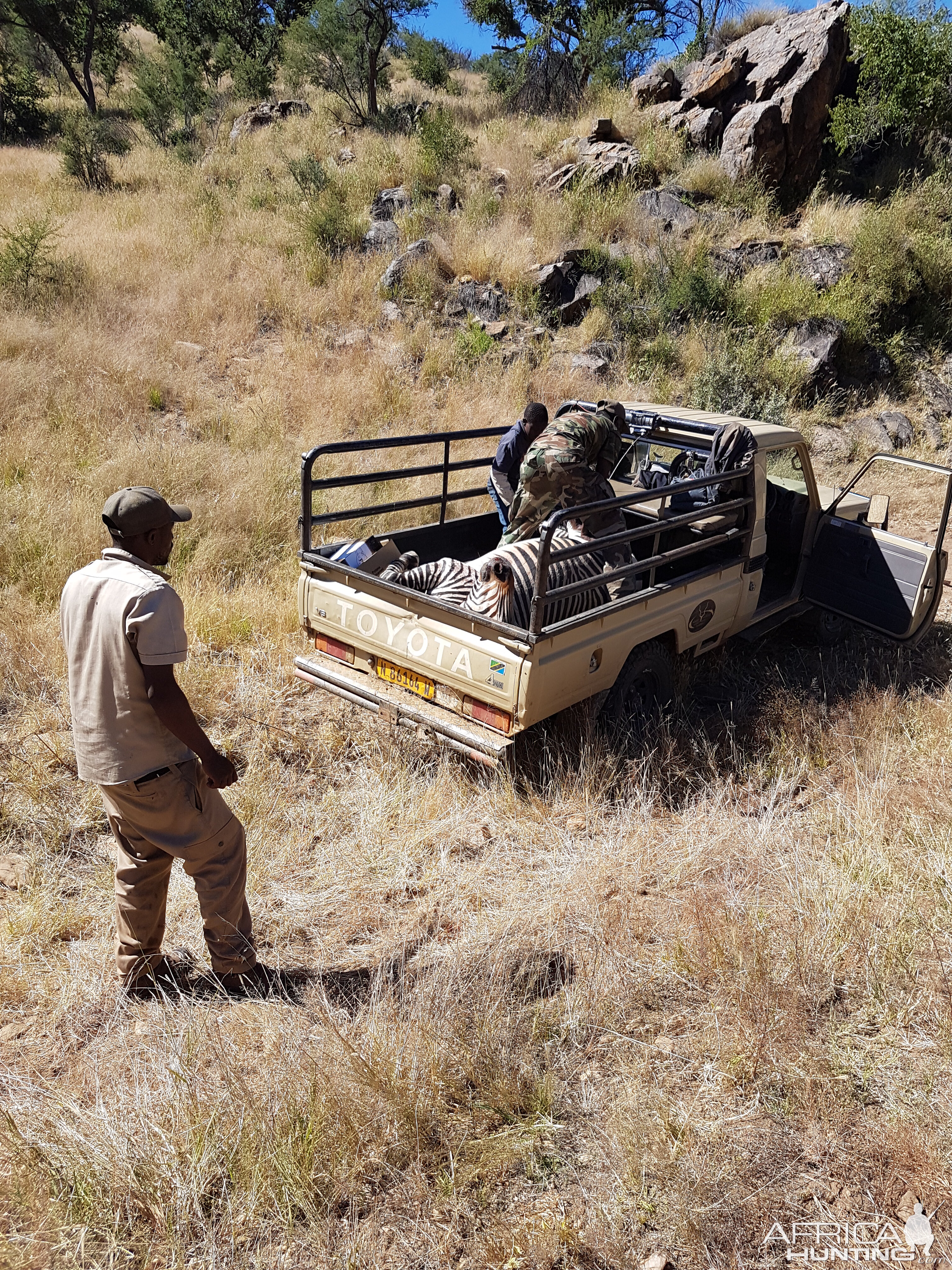 Namibia Hunting Hartmann's Mountain Zebra