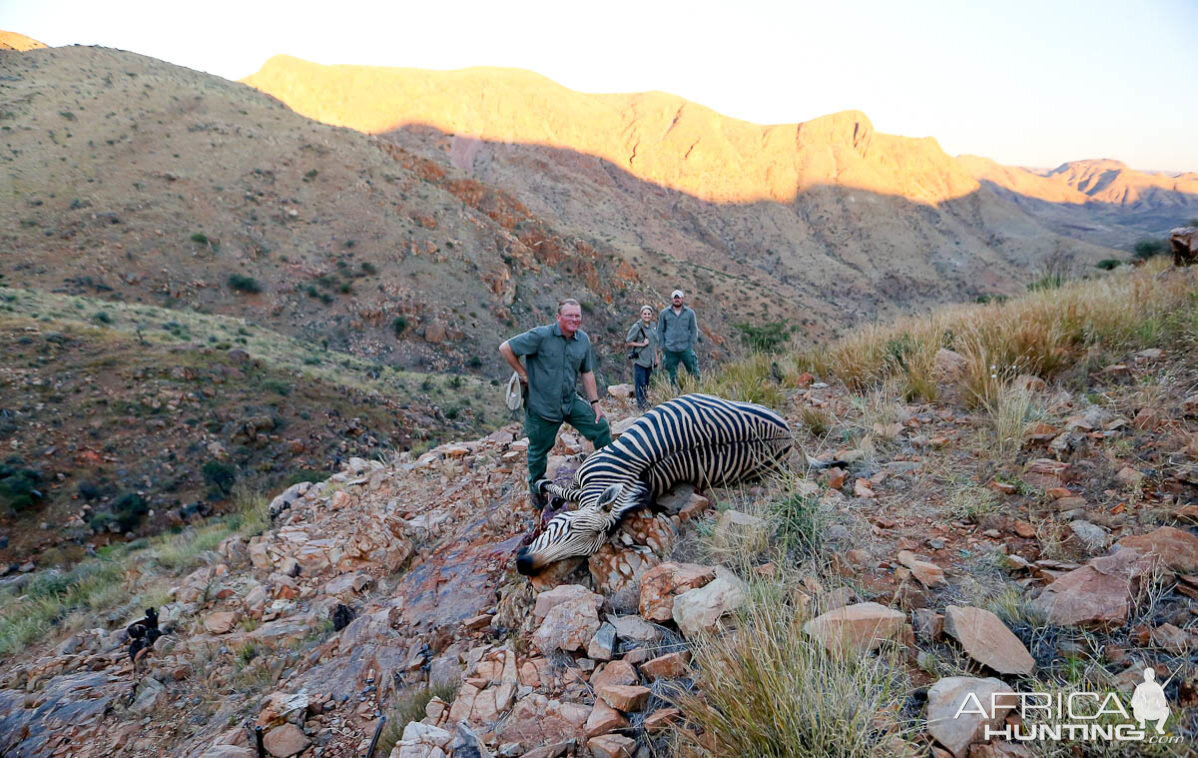 Namibia Hunting Hartmann's Mountain Zebra