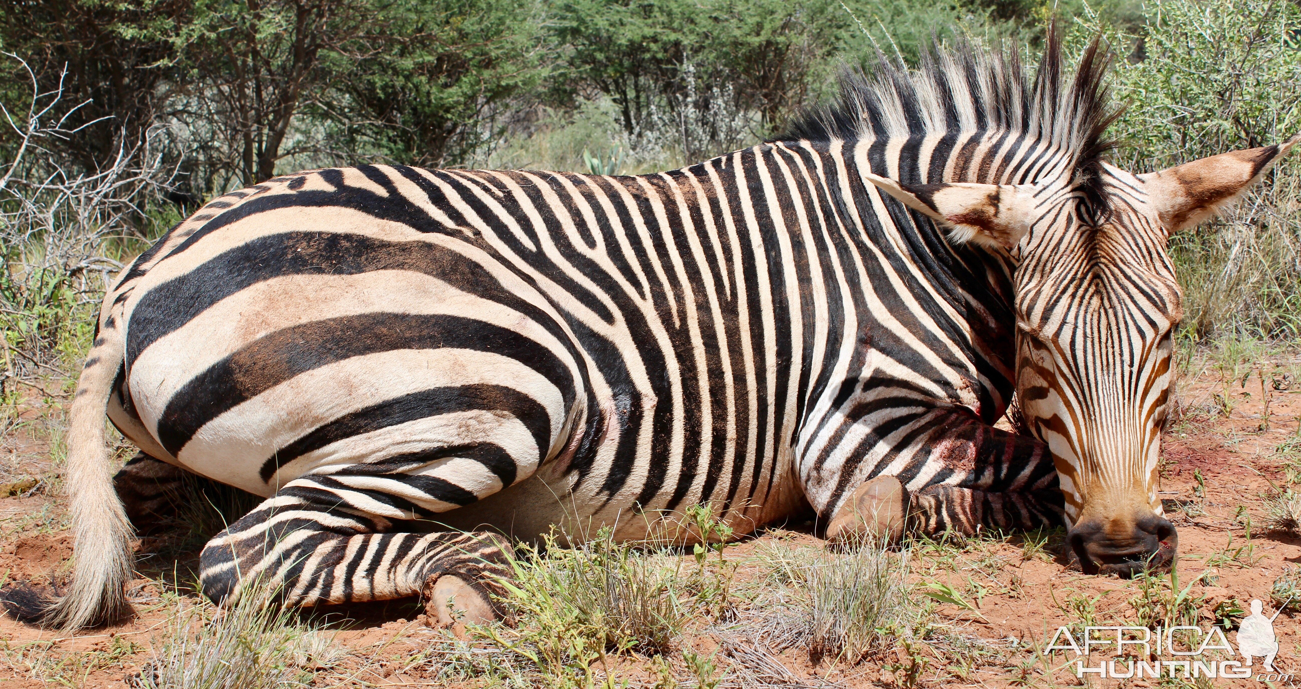 Namibia Hunting Hartmann's Mountain Zebra