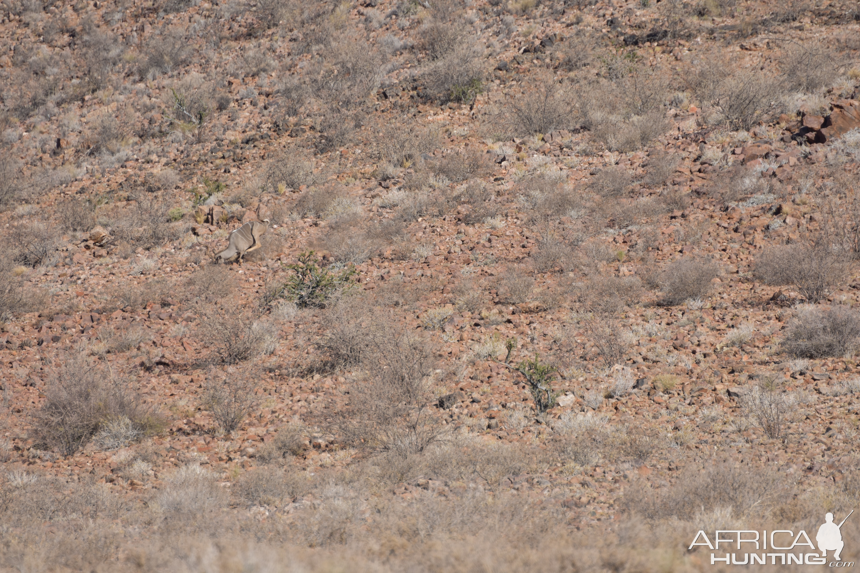 Namibia Hunting Kudu