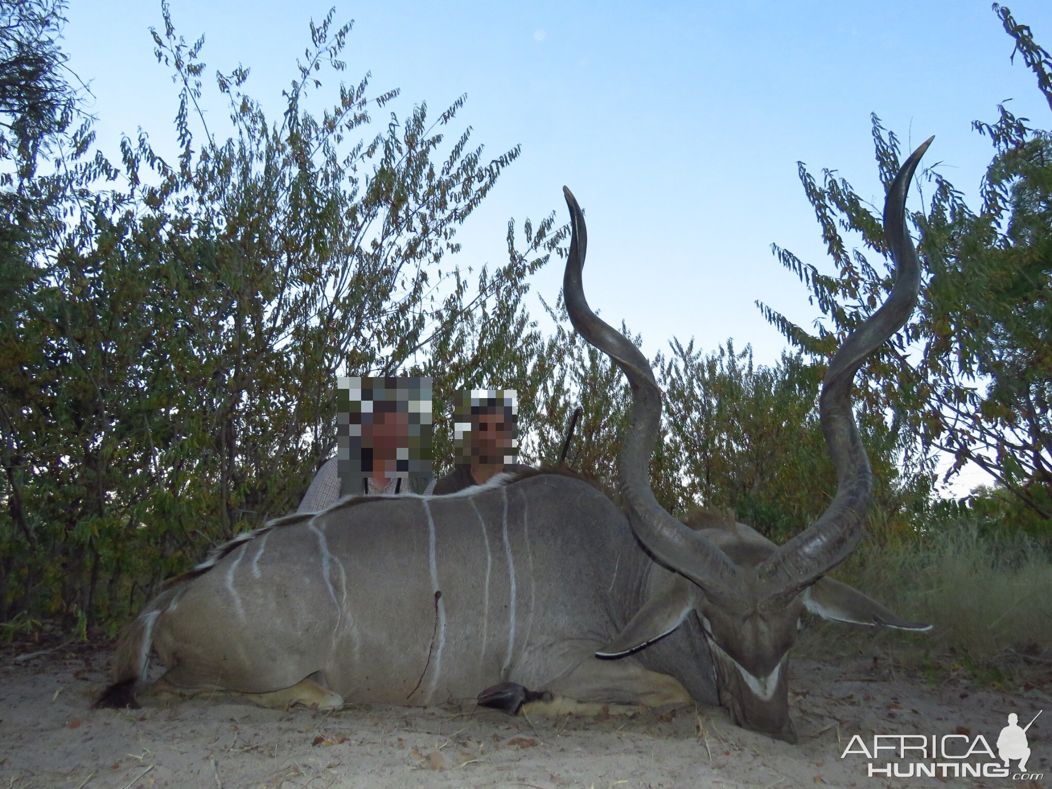 Namibia Hunting Kudu