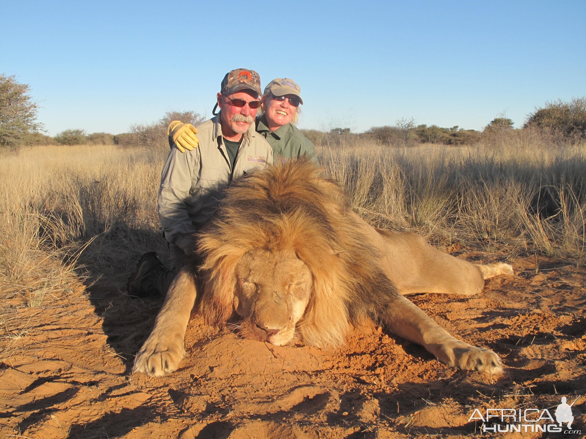 Namibia Hunting Lion