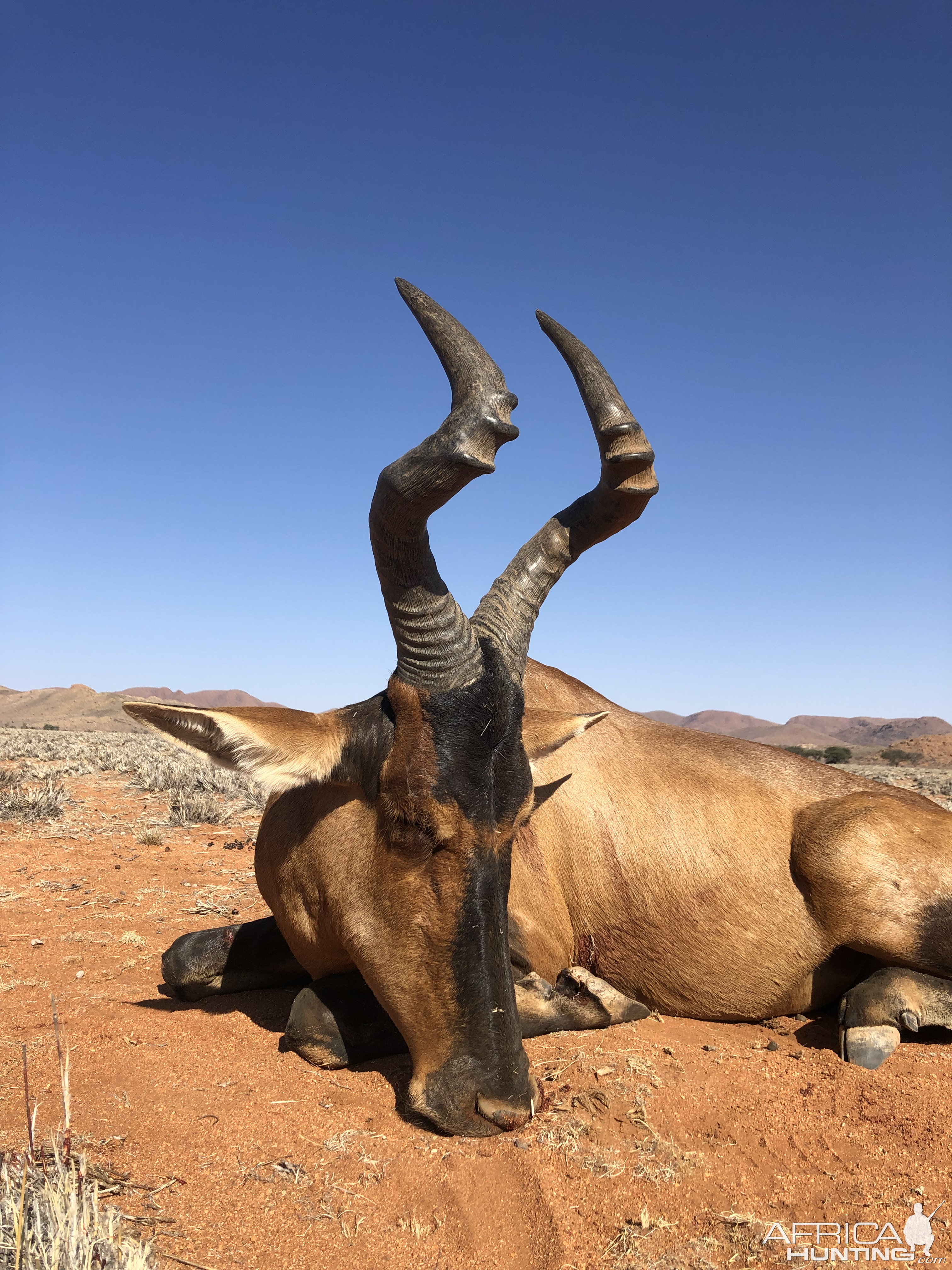 Namibia Hunting Red Hartebeest