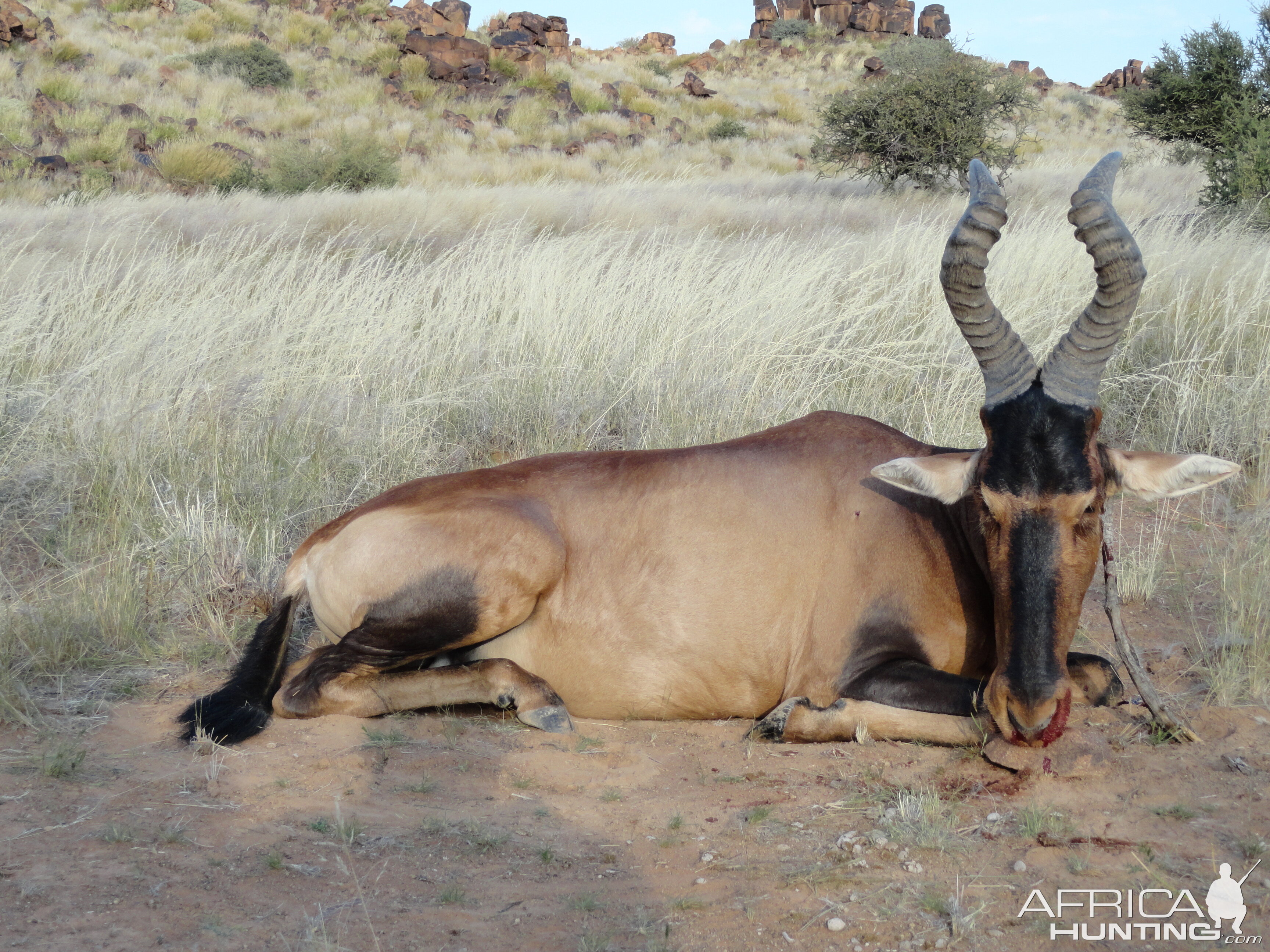 Namibia Hunting Red Hartebeest