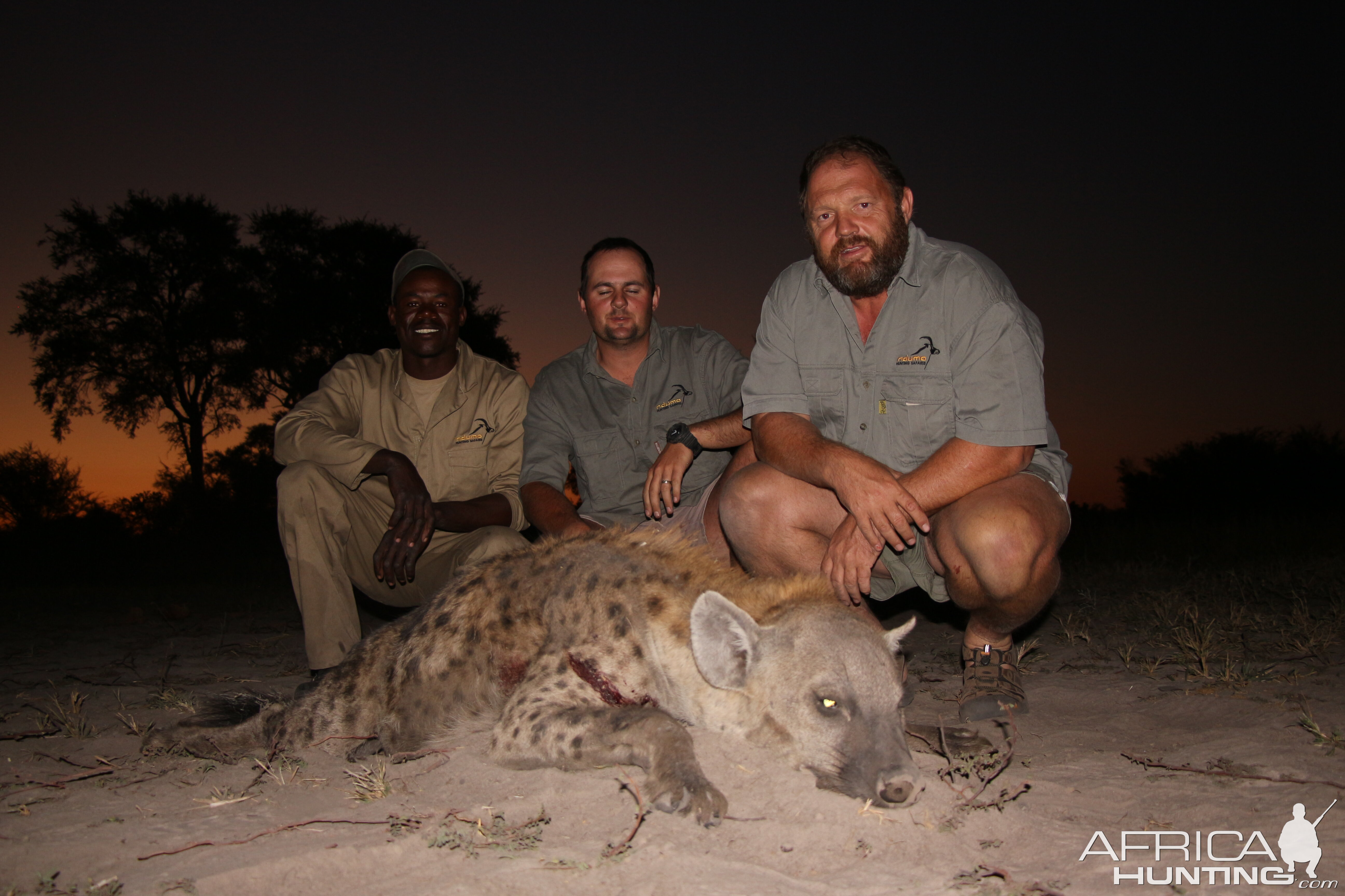 Namibia Hunting Spotted Hyena