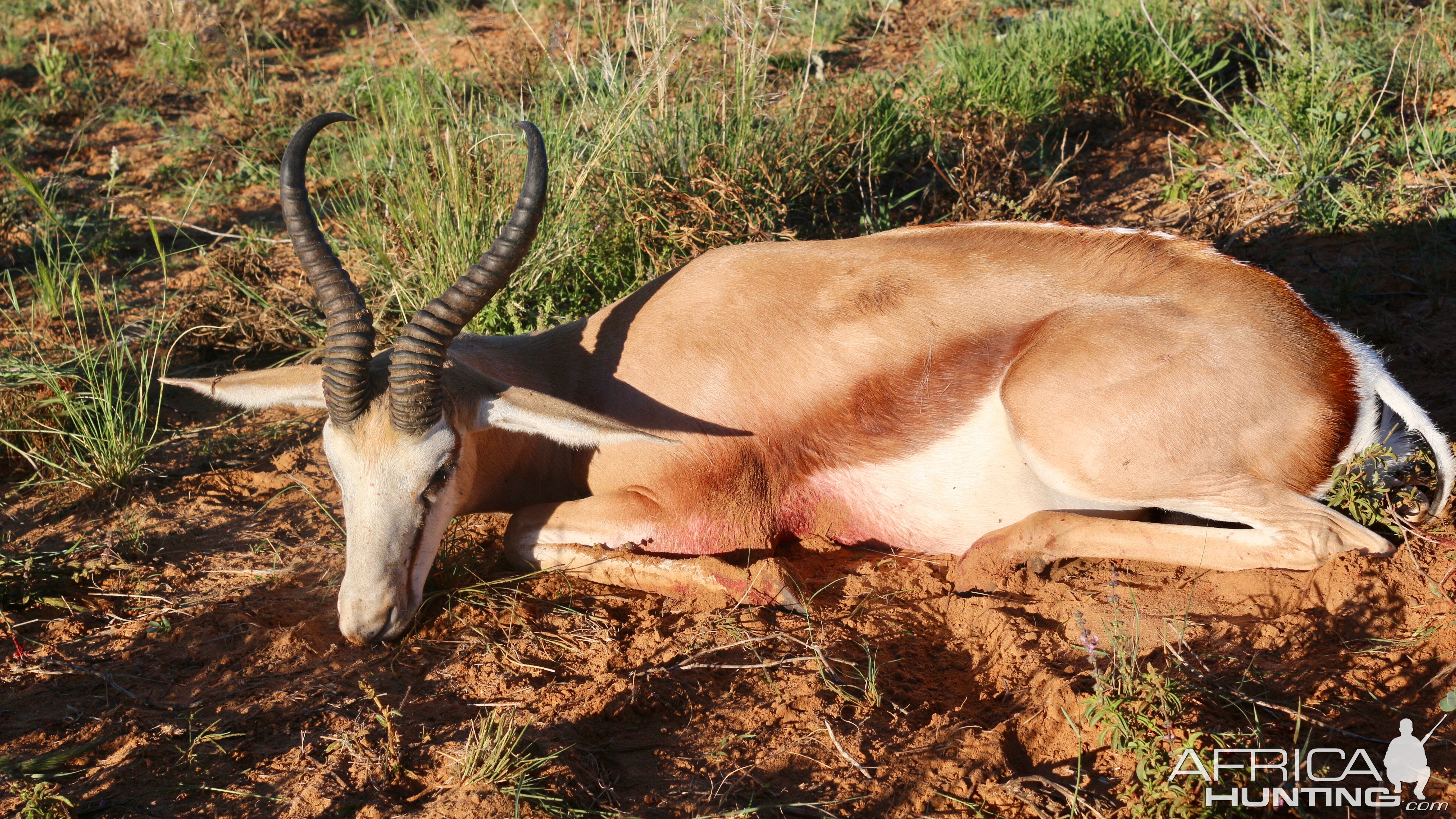 Namibia Hunting Springbok