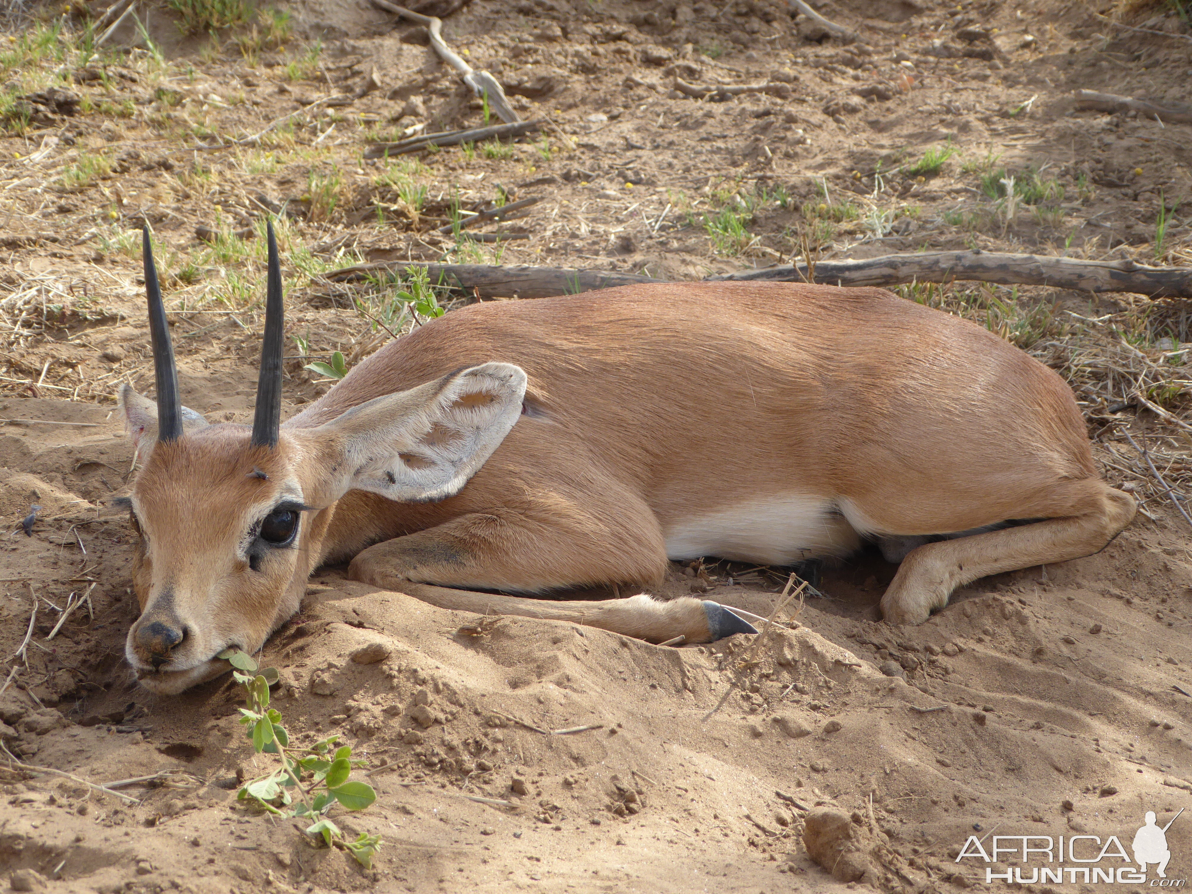 Namibia Hunting Steenbok