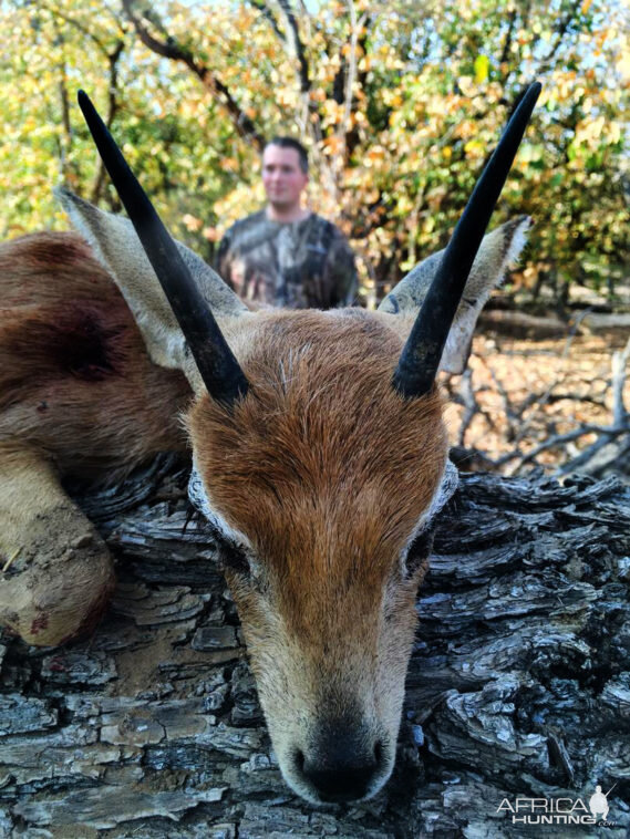 Namibia Hunting Steenbok