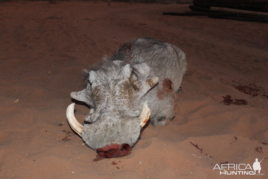 Namibia Hunting Warthog