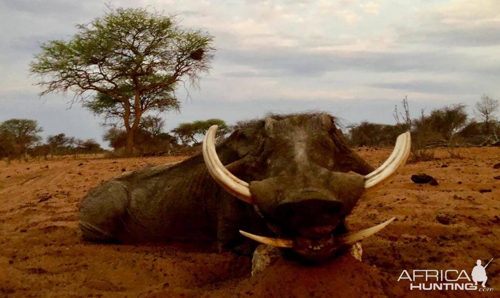 Namibia Hunting Warthog