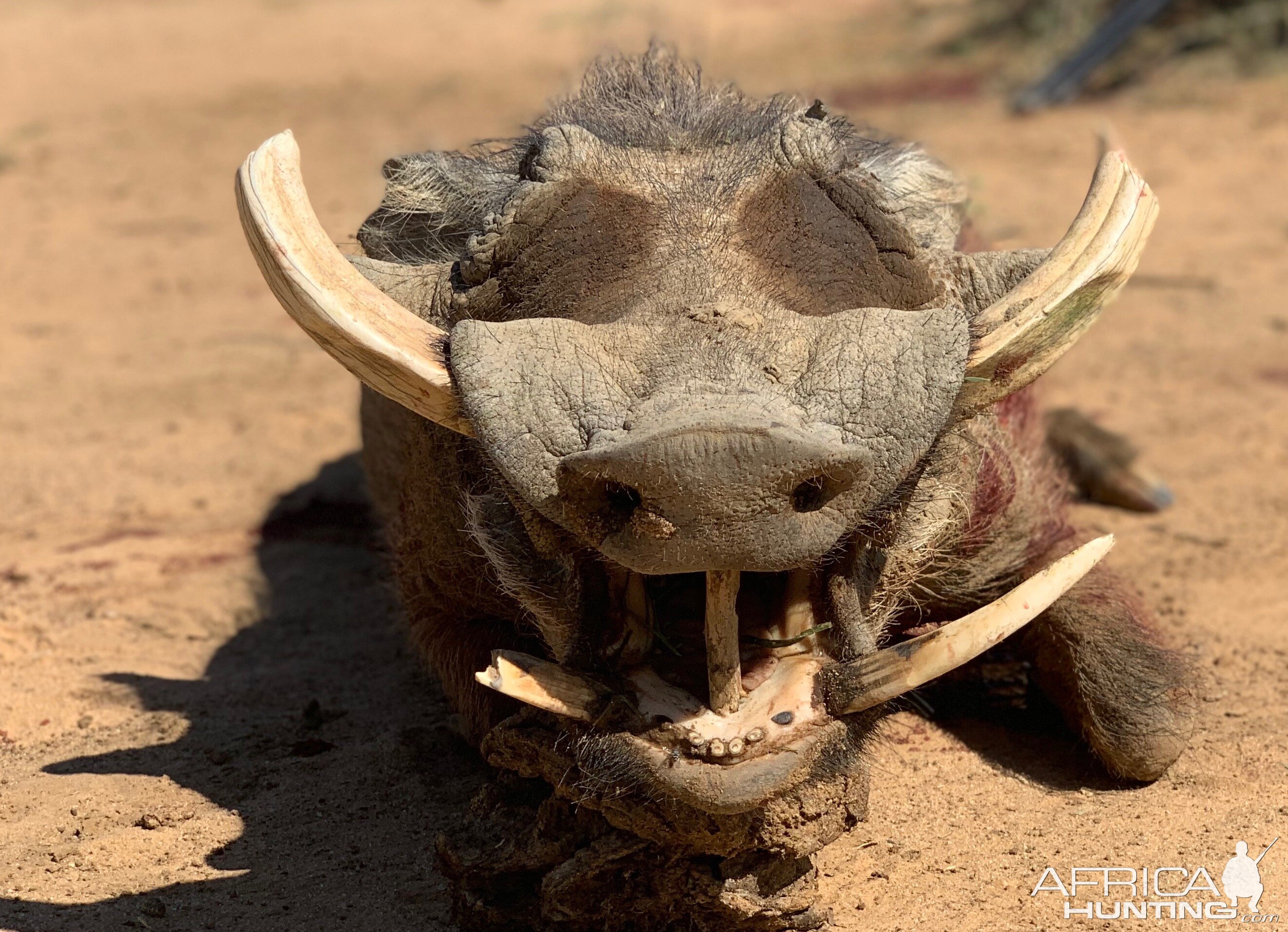 Namibia Hunting Warthog