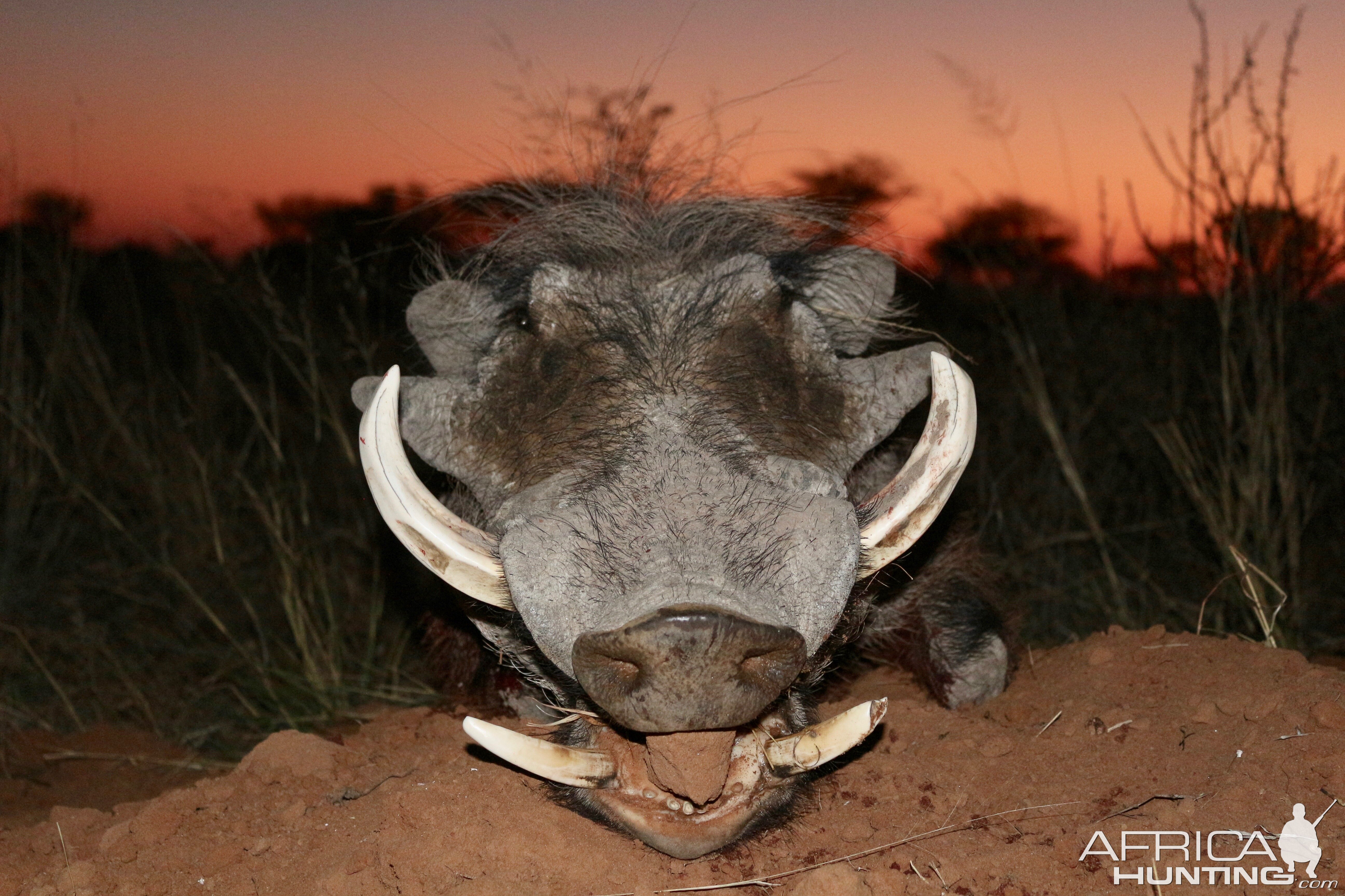 Namibia Hunting Warthog