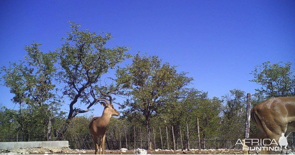 Namibia Impala Trail Cam Pictures