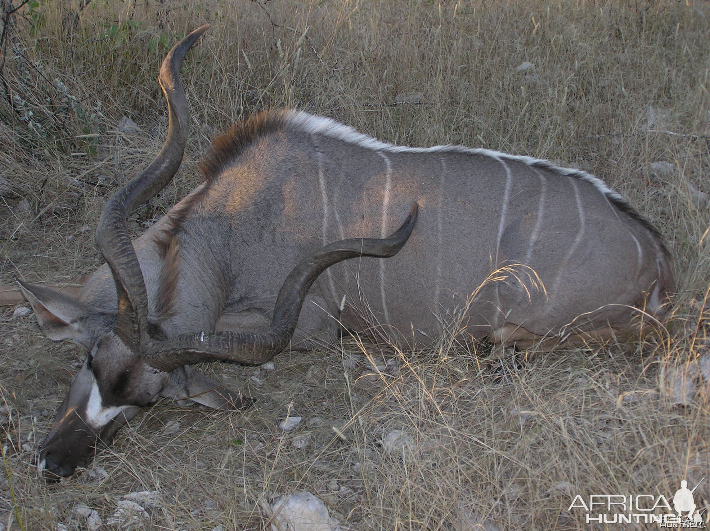 Namibia Kudu