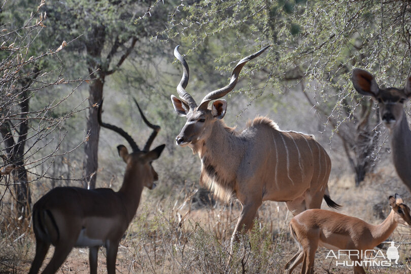 Namibia Kudu