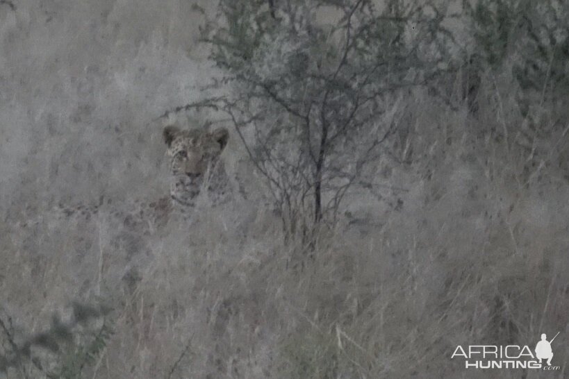 Namibia Leopard