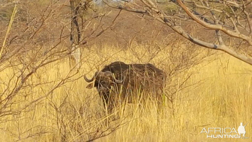 Namibia Nature Buffalo