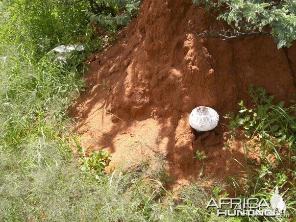 Namibia Omajova Mushrooms