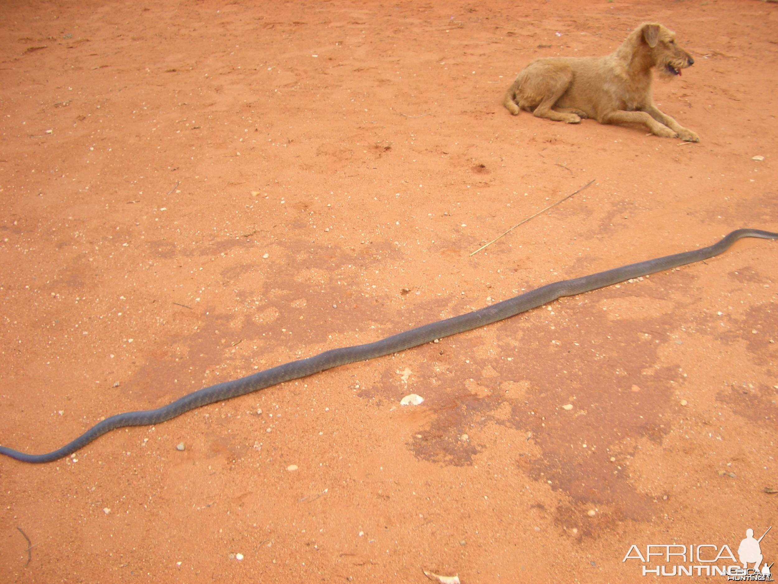 Namibia Otjiwarongo Black mamba