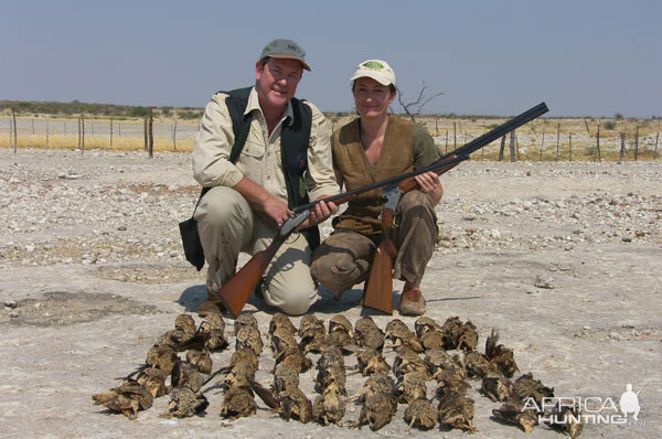 Namibia Sandgrouse Bird Hunting