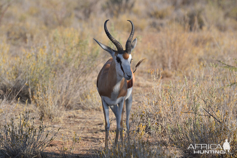 Namibia Springbok