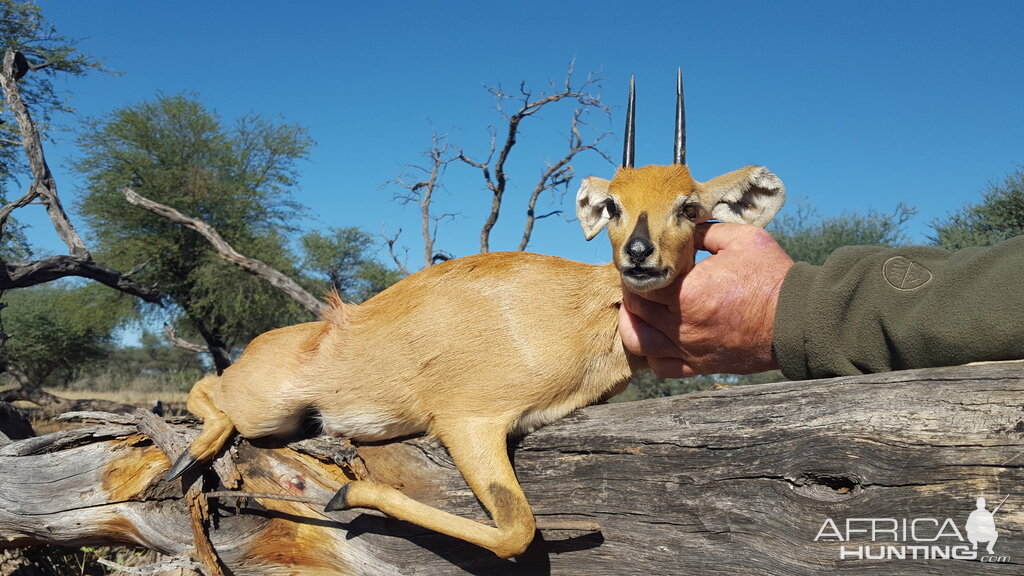 Namibia Steenbok Hunt