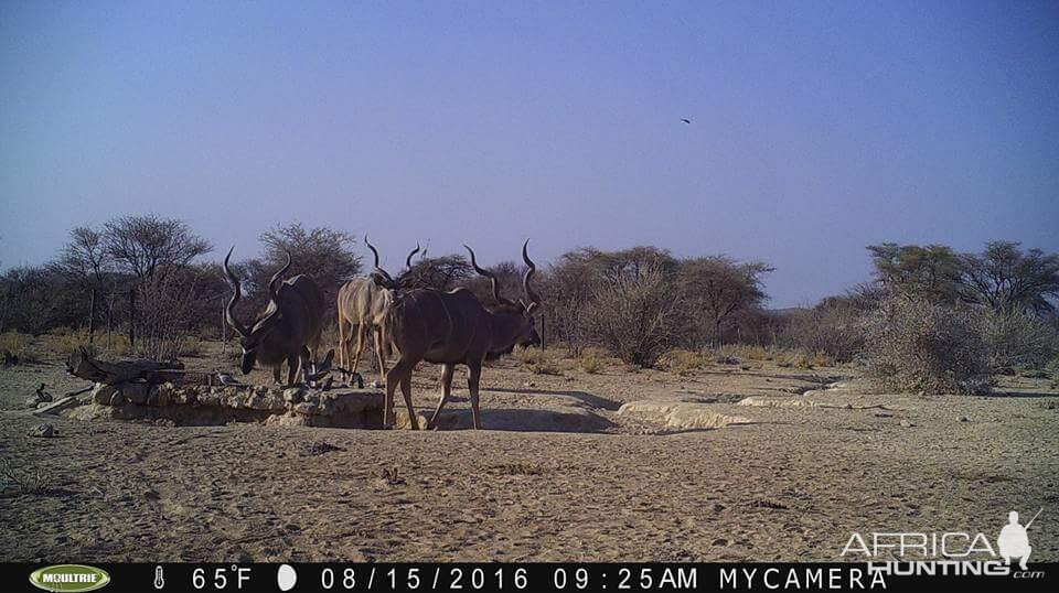 Namibia Trail Cam Pictures Kudu