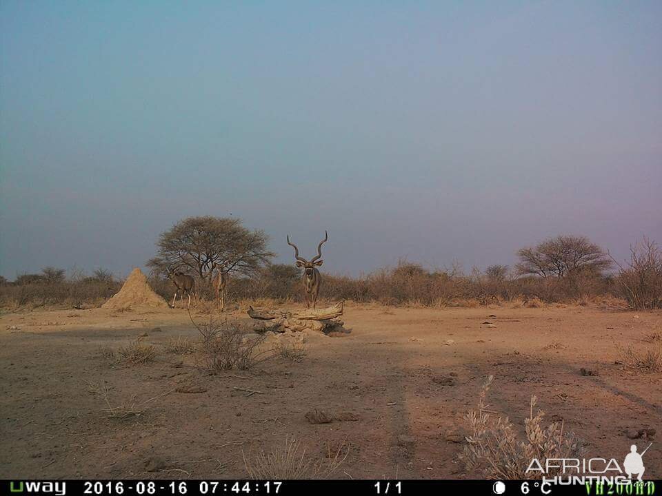 Namibia Trail Cam Pictures Kudu