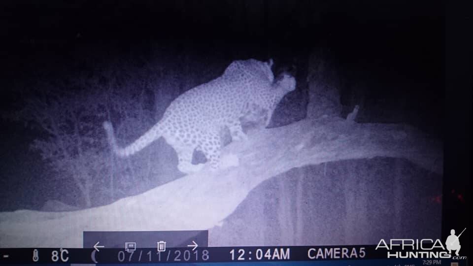 Namibia Trail Cam Pictures Leopard