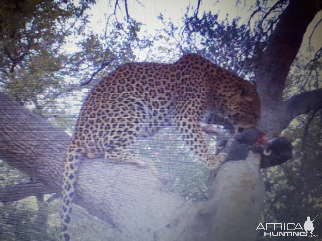 Namibia Trail Cam Pictures Leopard