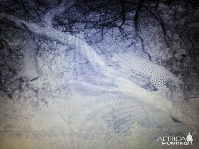 Namibia Trail Cam Pictures Leopard