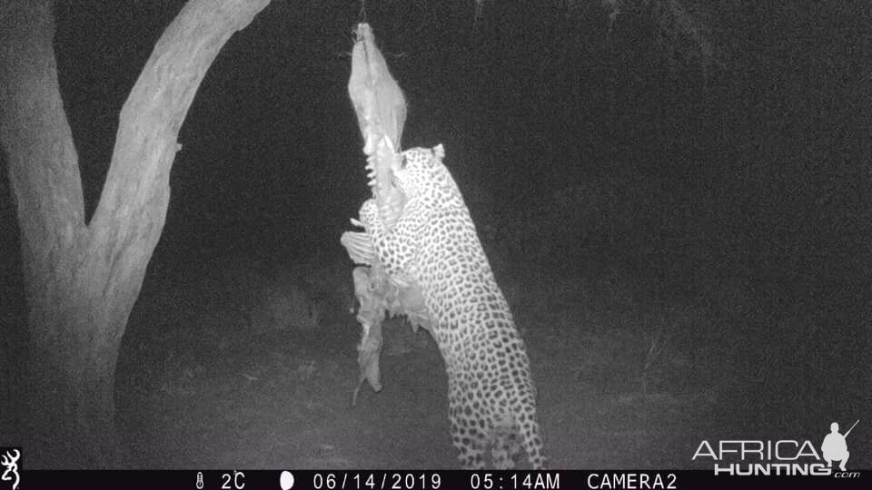 Namibia Trail Cam Pictures Leopard