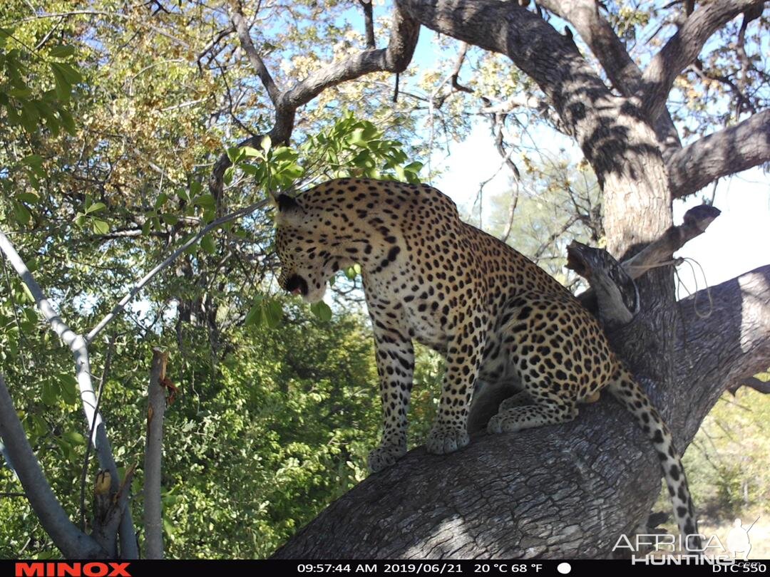 Namibia Trail Cam Pictures Leopard