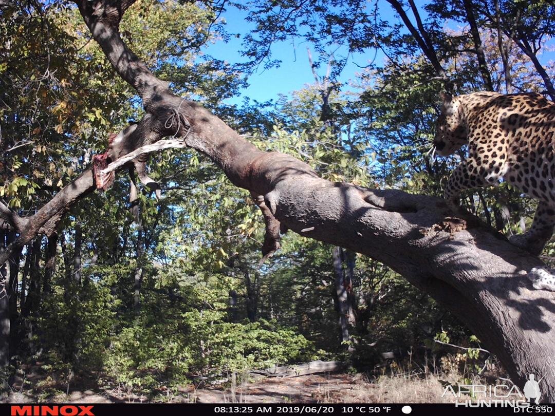 Namibia Trail Cam Pictures Leopard