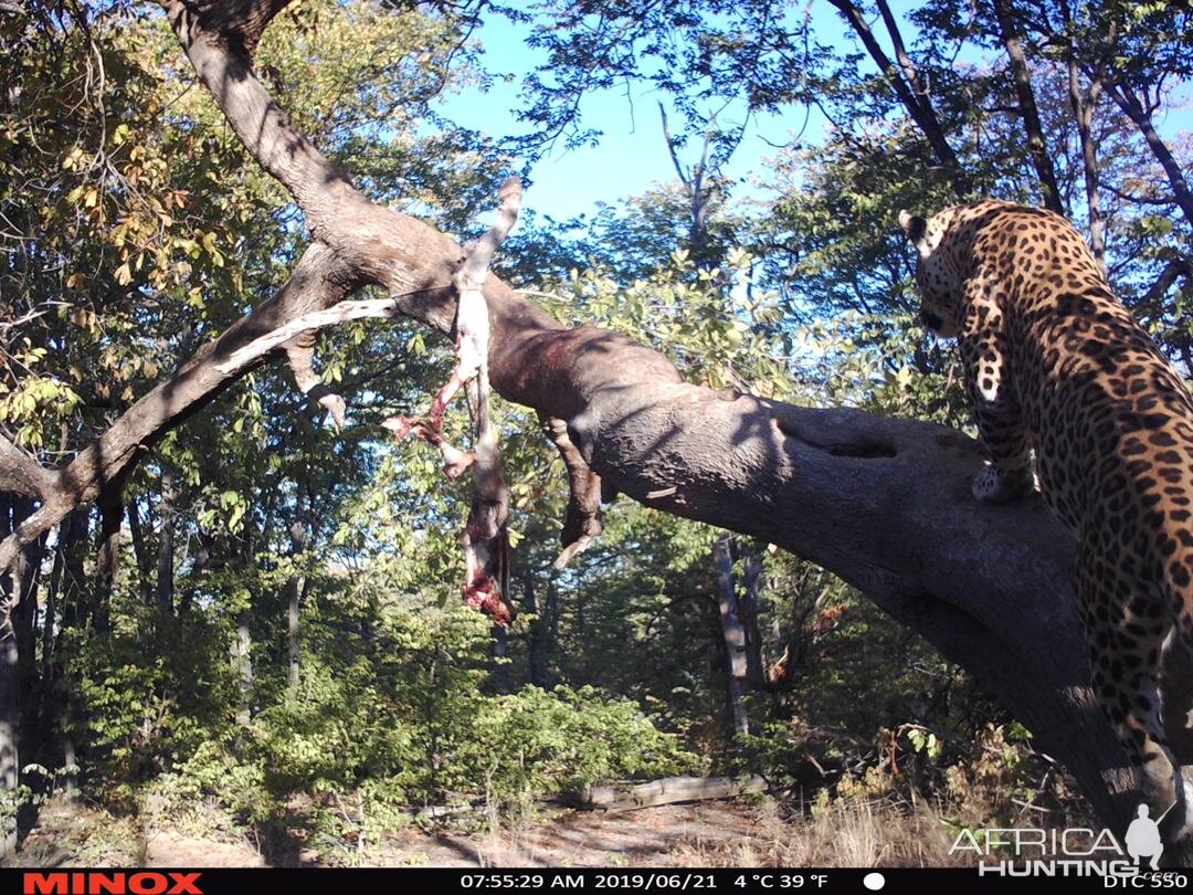 Namibia Trail Cam Pictures Leopard