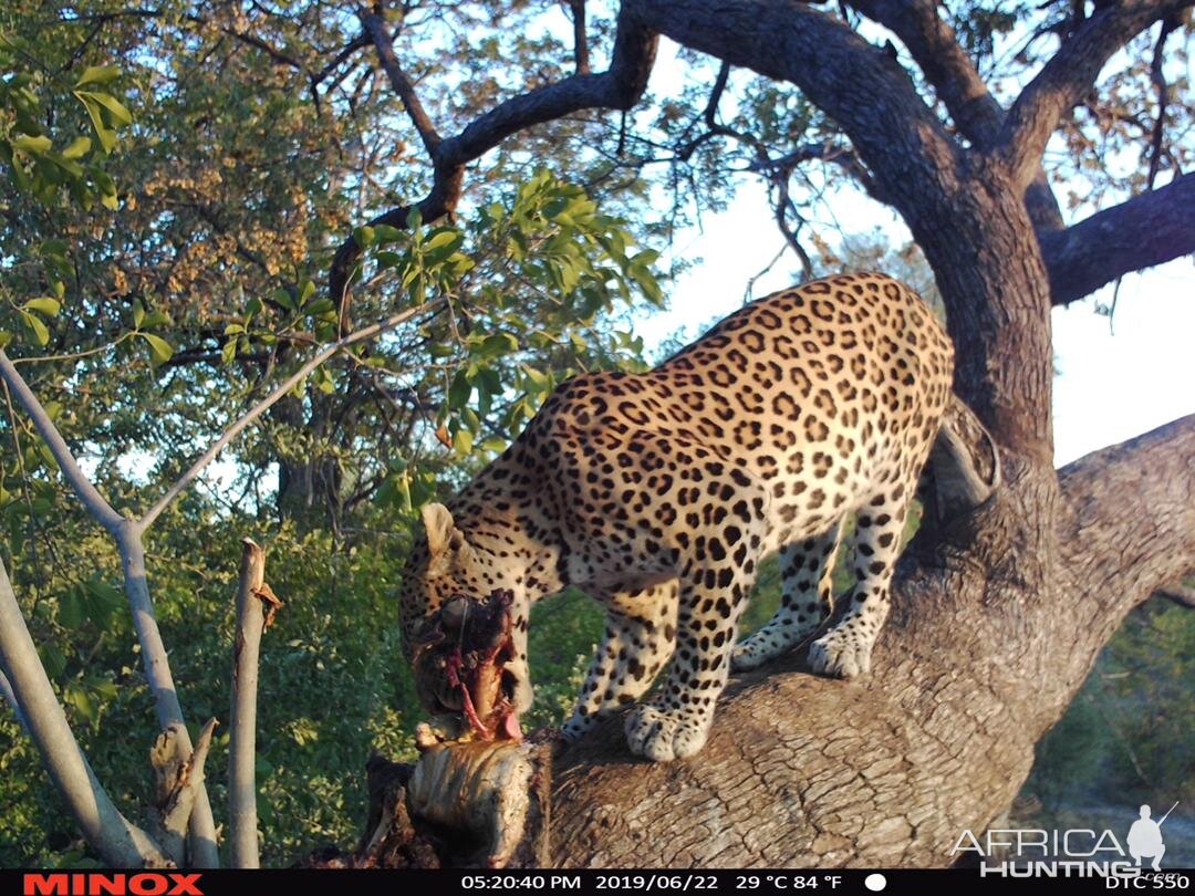 Namibia Trail Cam Pictures Leopard