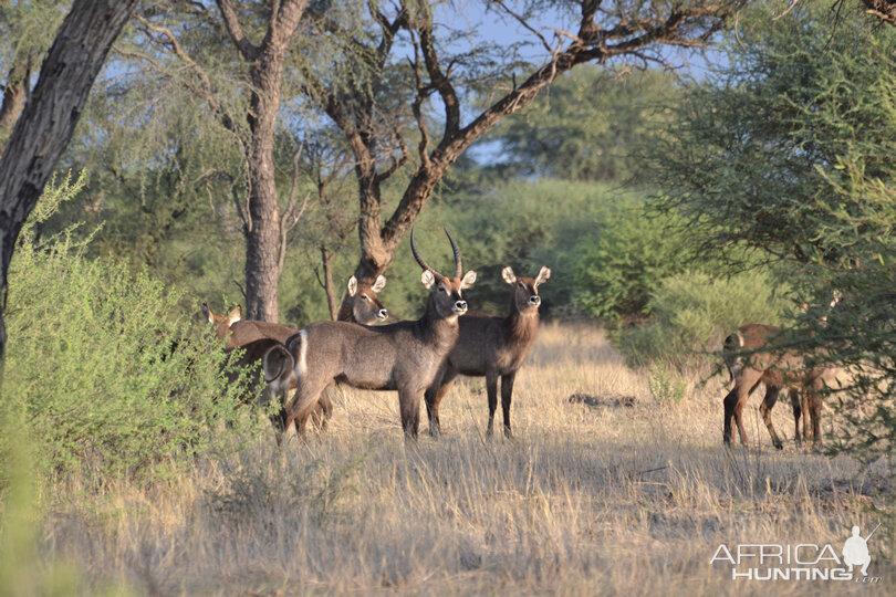 Namibia Waterbuck