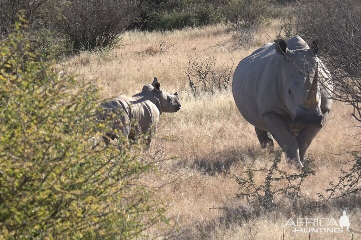 Namibia White Rhino