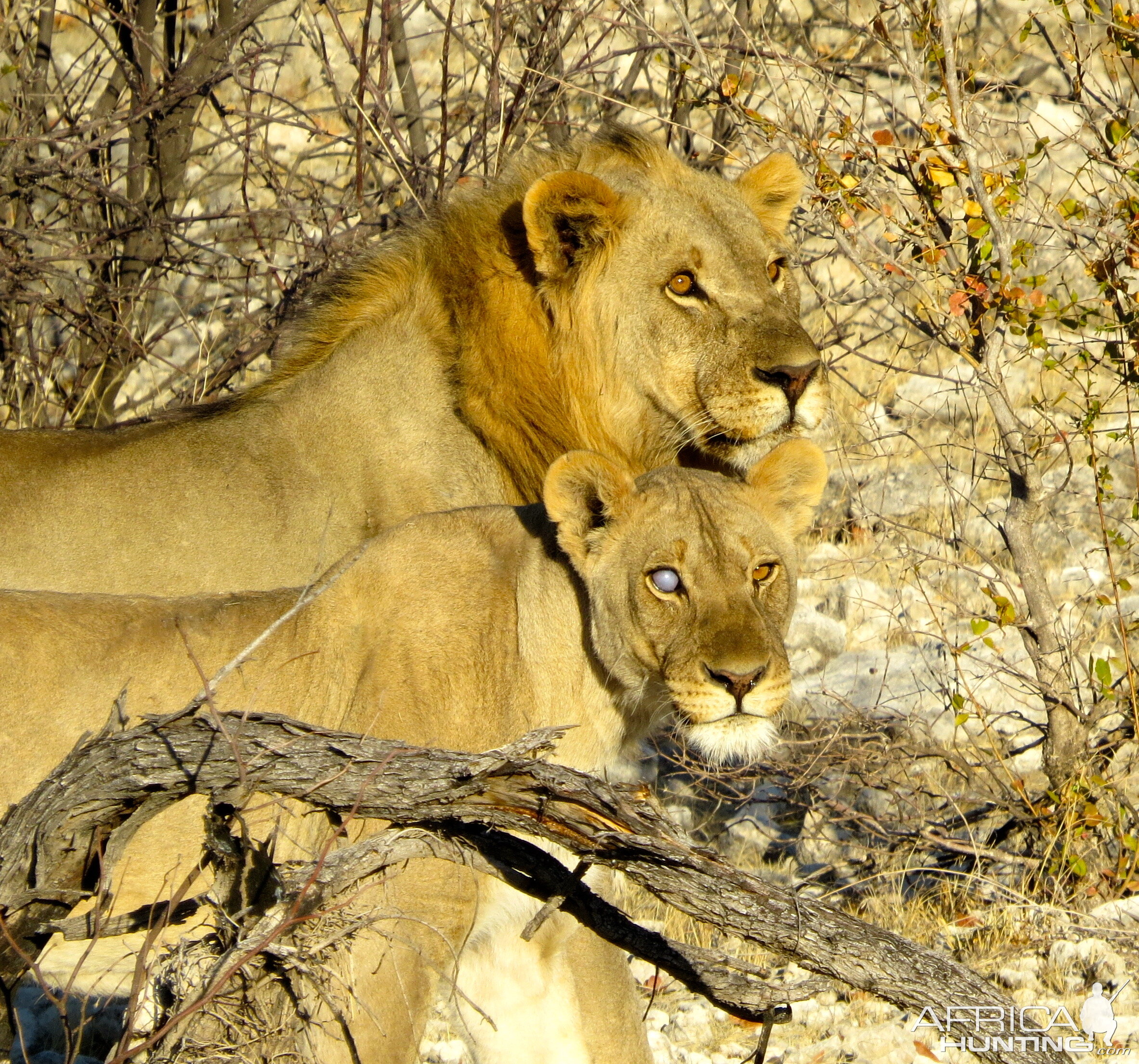 Namibian lions at Etosha