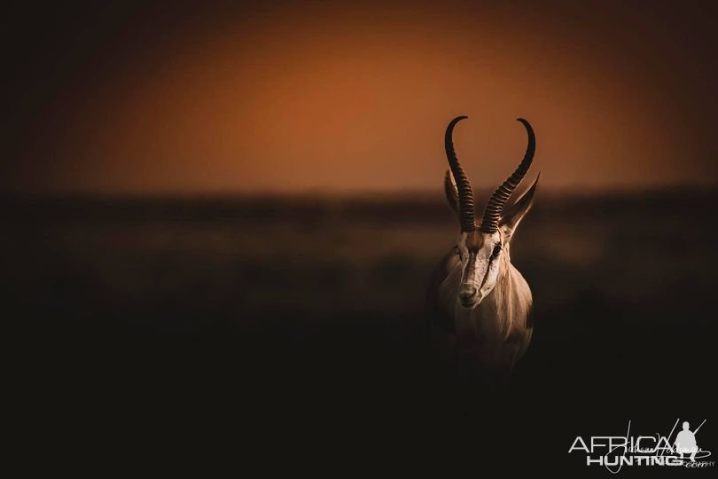 Namibian Springbok