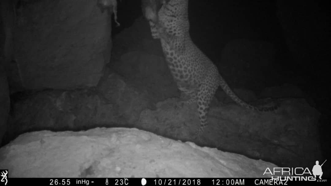 NamibiaTrail Cam Pictures Leopard