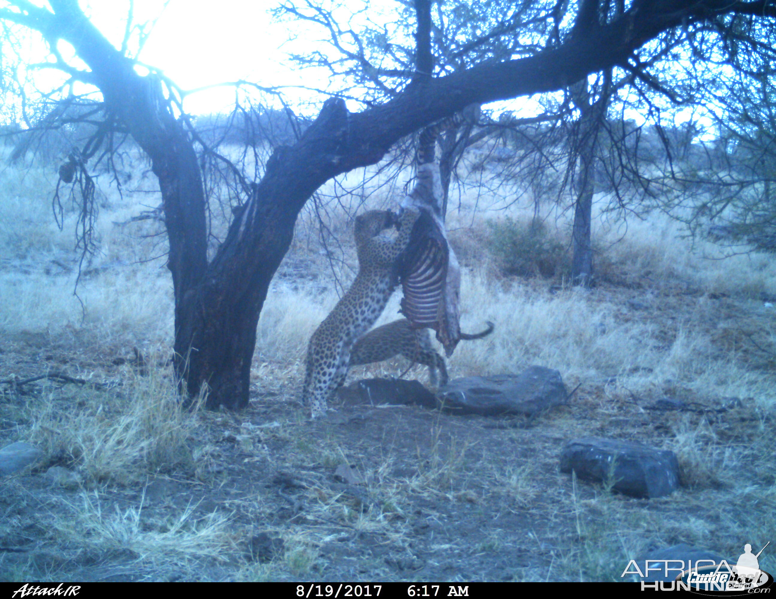 NamibiaTrail Cam Pictures Leopard