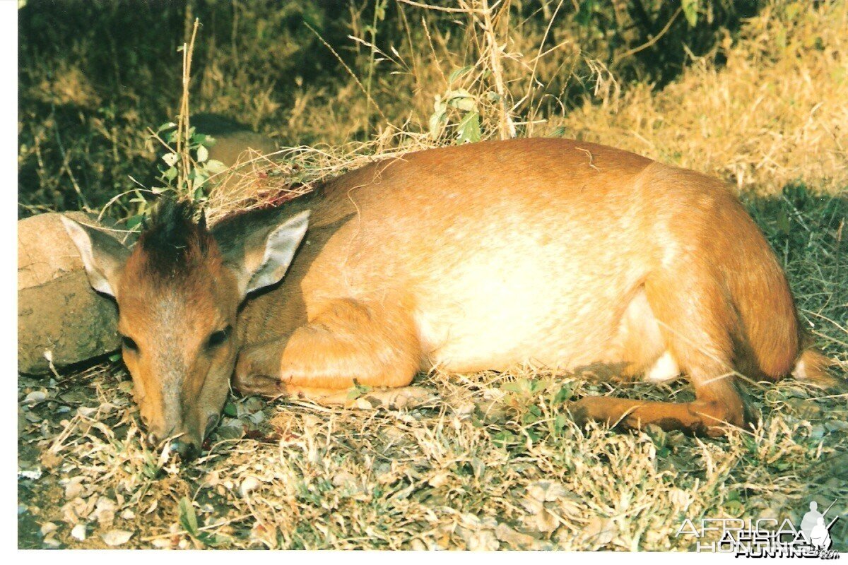 Natal Red duiker hunt