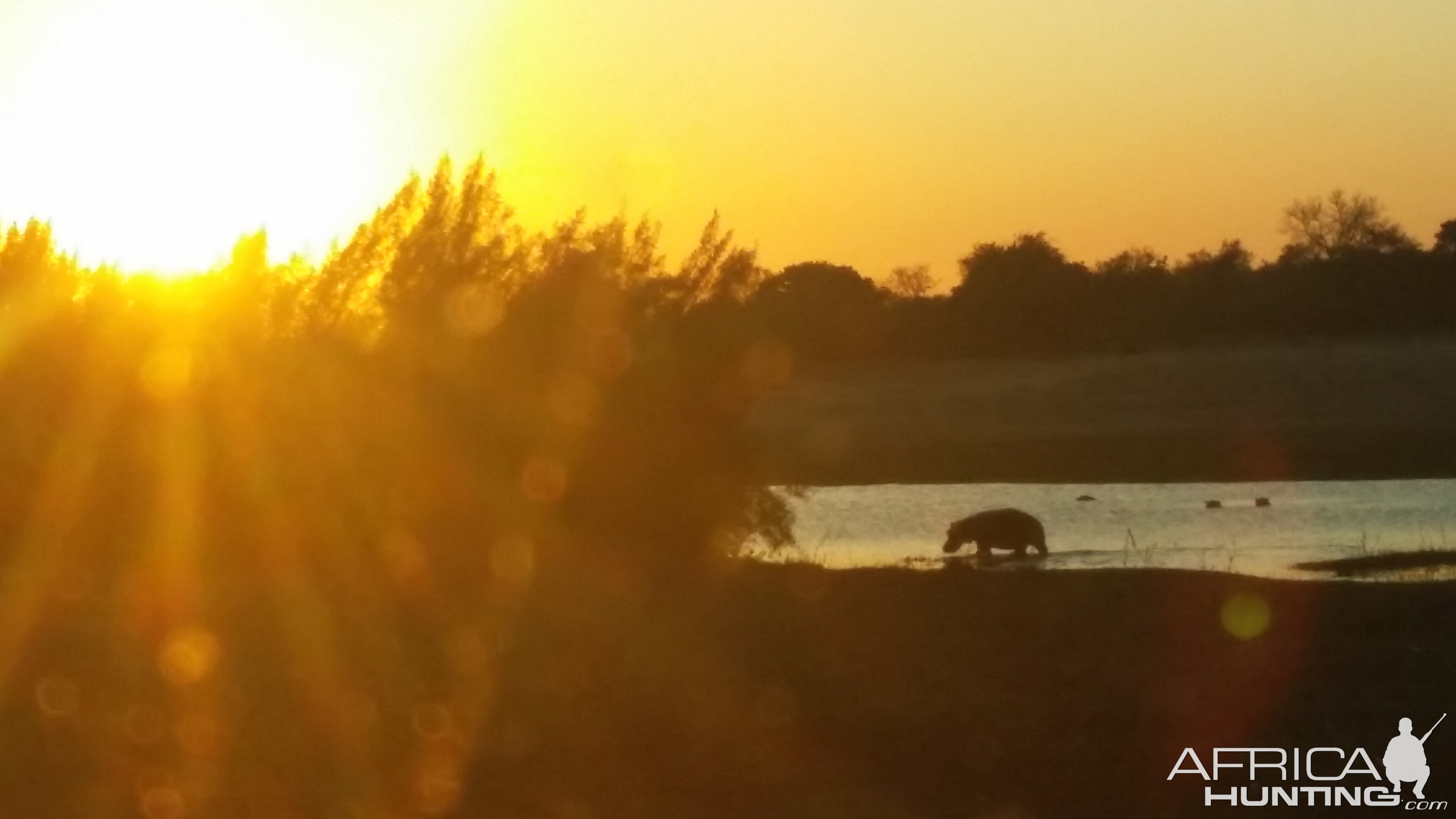 Nature South Africa Hippo