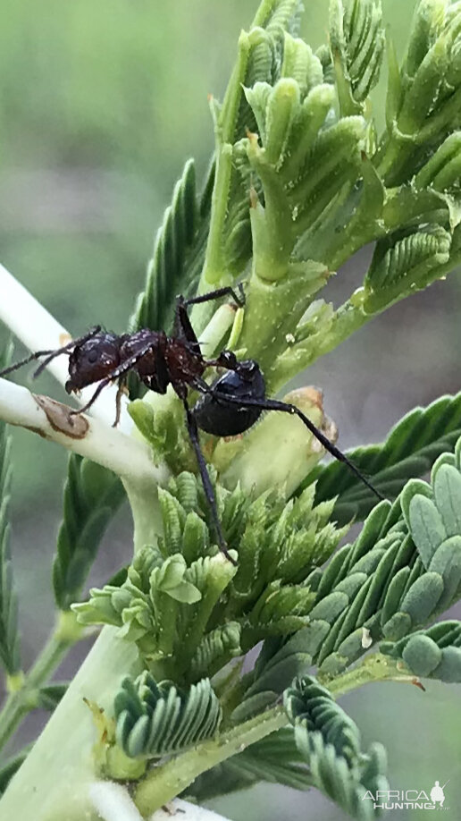 Nature Zambia