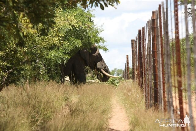 Naughty Elephant in South Africa