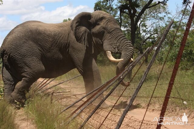 Naughty Elephant in South Africa