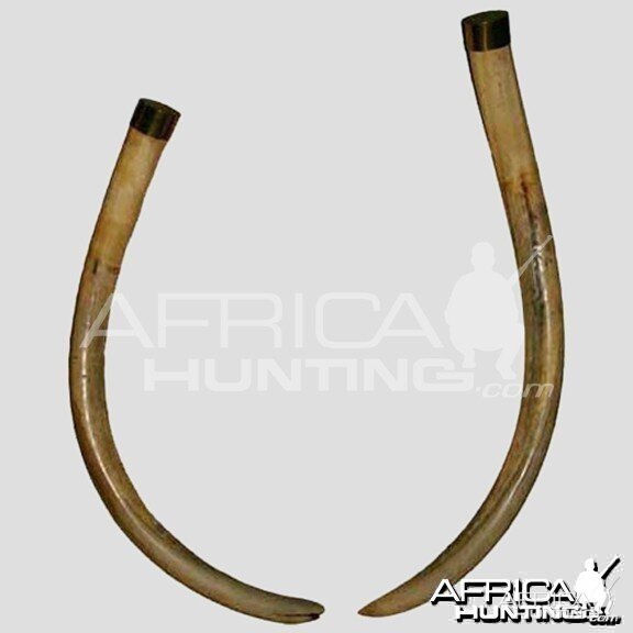 Ndlulamithi Tusks