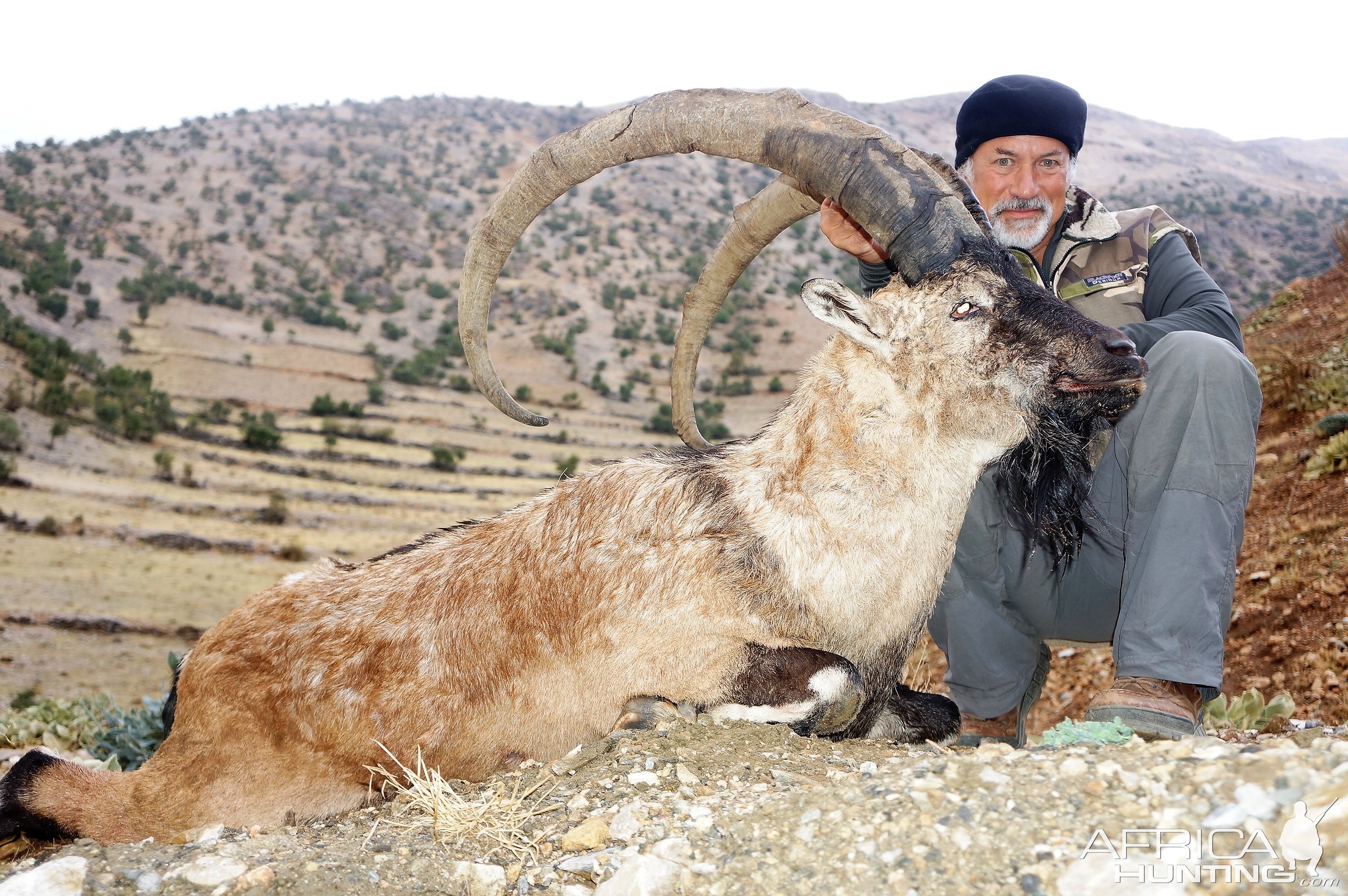 Nemrut Ibex