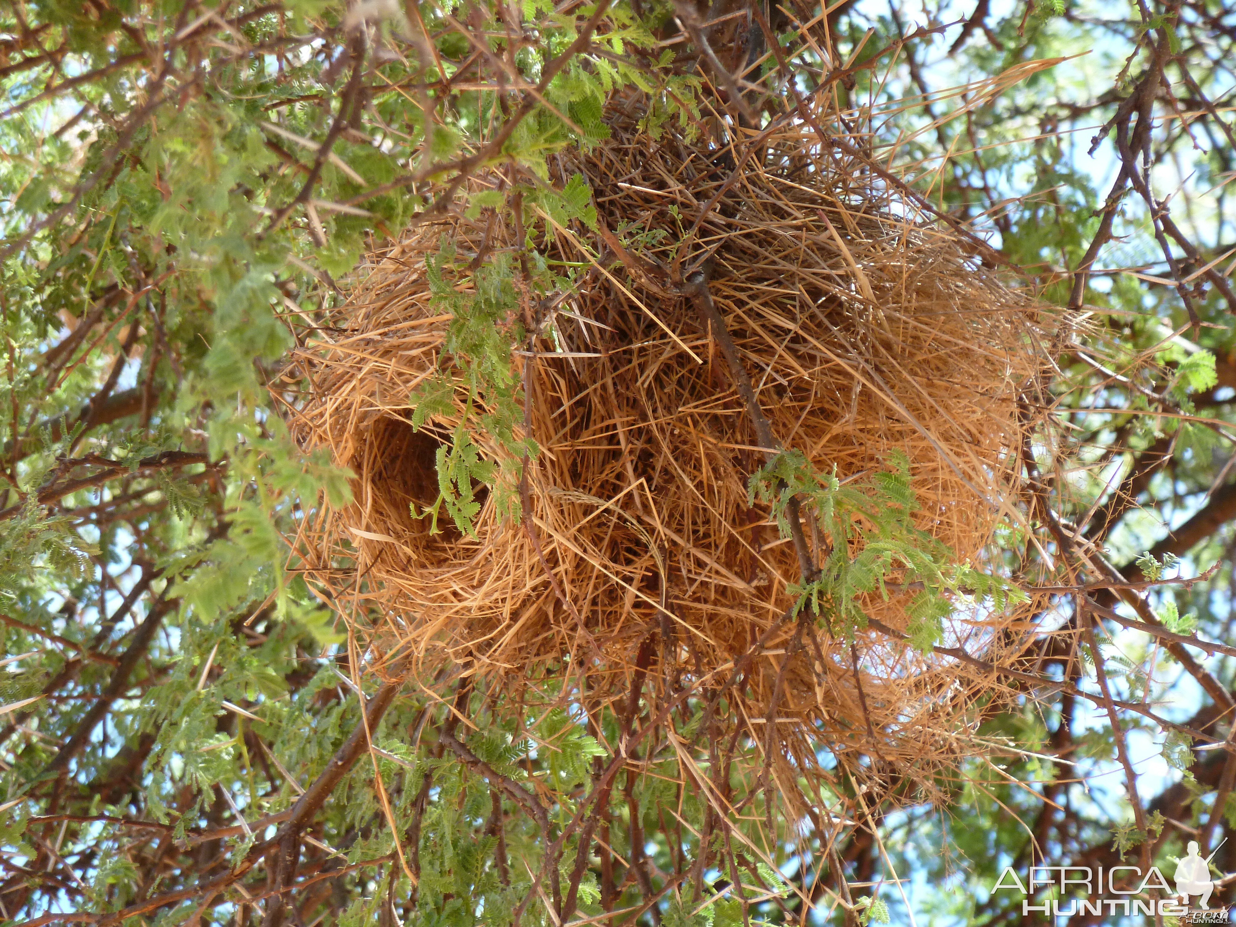 Nest Namibia